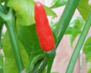 African Bird's Eye Pepper Plant