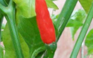 African Bird's Eye Pepper Plant