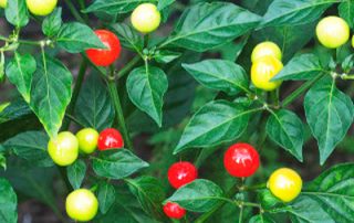 Wiri Wiri Chili Pepper on the Plant