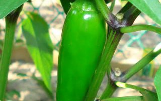 jalapeno chili peppers health benefits