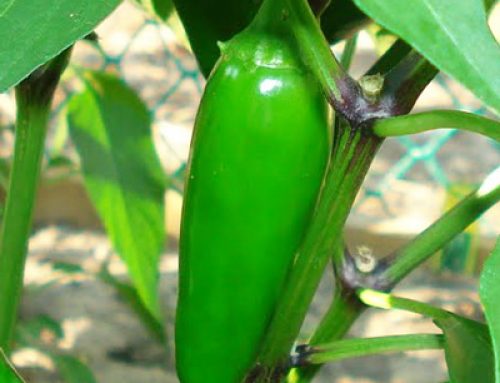 Chili Peppers Health Benefits