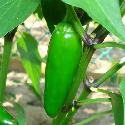 jalapeno chili peppers health benefits