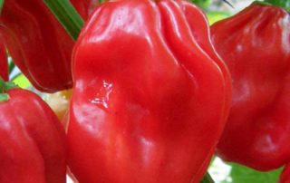 Red Habanero Pepper