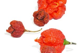 Carolina Reaper