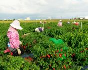 Magic Plant Farms bulk peppers