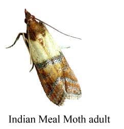 Indian-Meal-Moth-adult