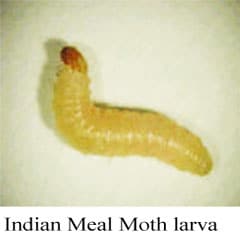 Indian-Meal-Moth-larva