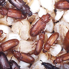 Red-and-Confused-Flour-Beetles