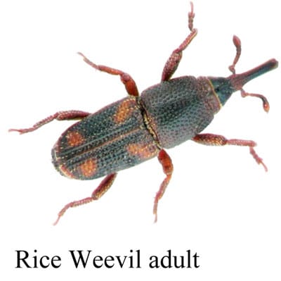 Rice-Weevil-adult