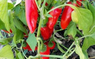 Chipotle Pepper Plant