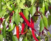 Red Cayenne Peppers