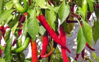 Red Cayenne Peppers