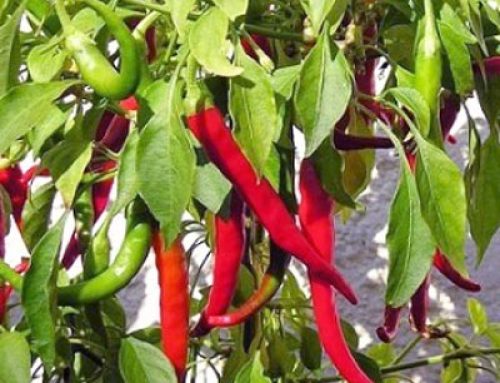 Cayenne Pepper Nutrition Facts