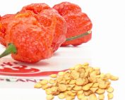 Carolina Reaper Seeds