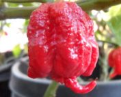 Carolina Reaper