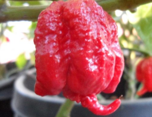 Is the Carolina Reaper the Hottest Pepper in the World?