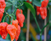 ghost pepper wholesale online