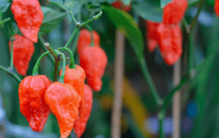 ghost pepper wholesale online