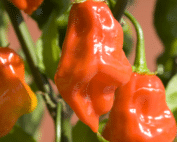 habanero peppers online