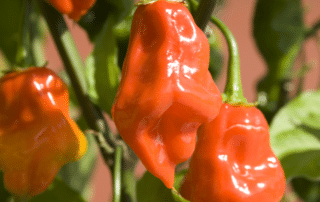 habanero peppers online