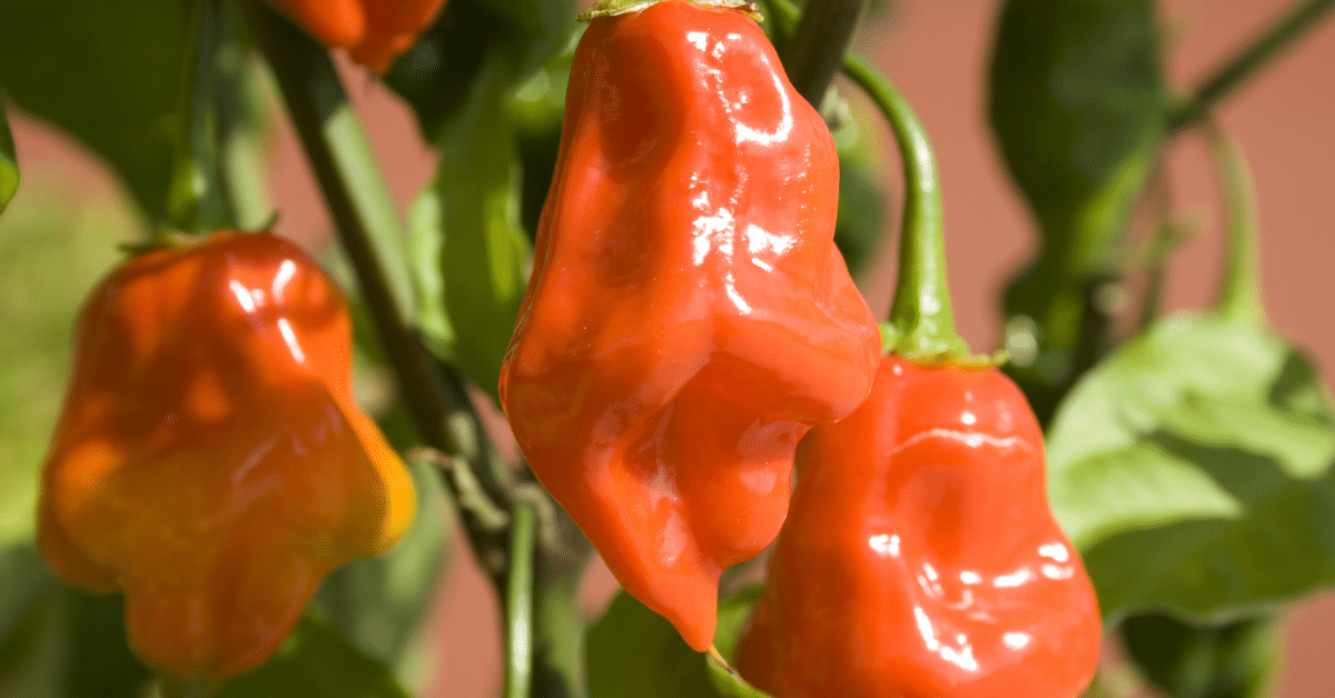 habanero peppers online
