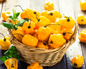 Habanero Peppers Online