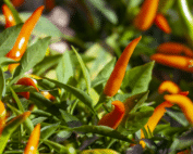 hot peppers online