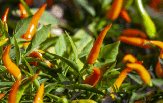 hot peppers online