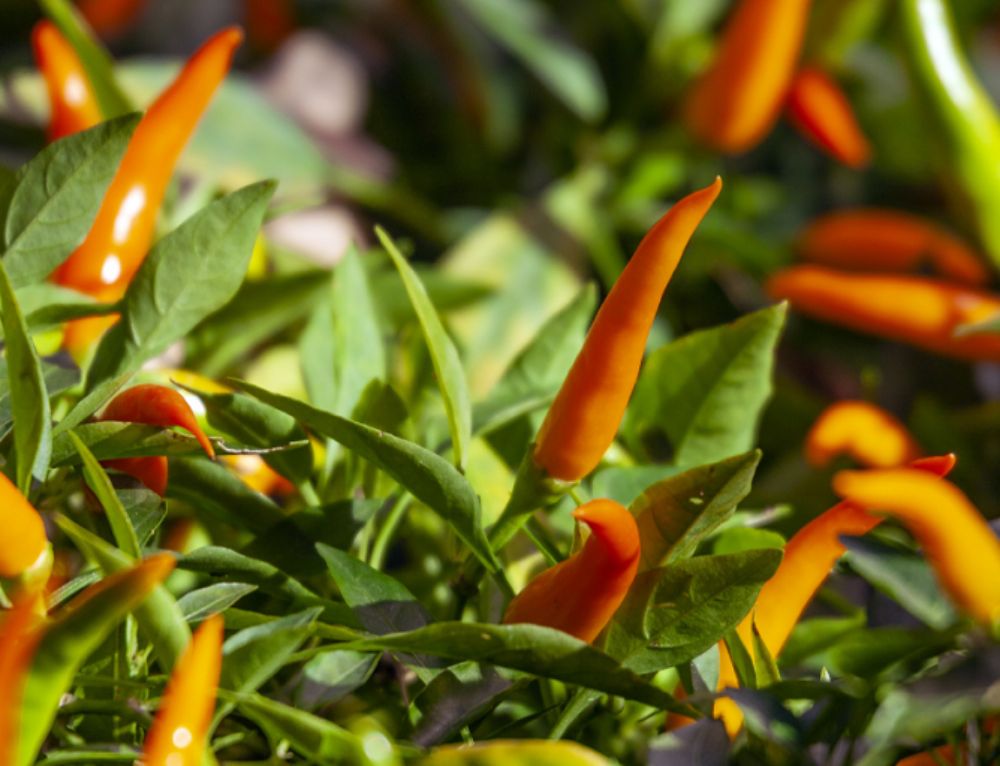 All about African Bird's Eye Peppers - Magic Plant Farms