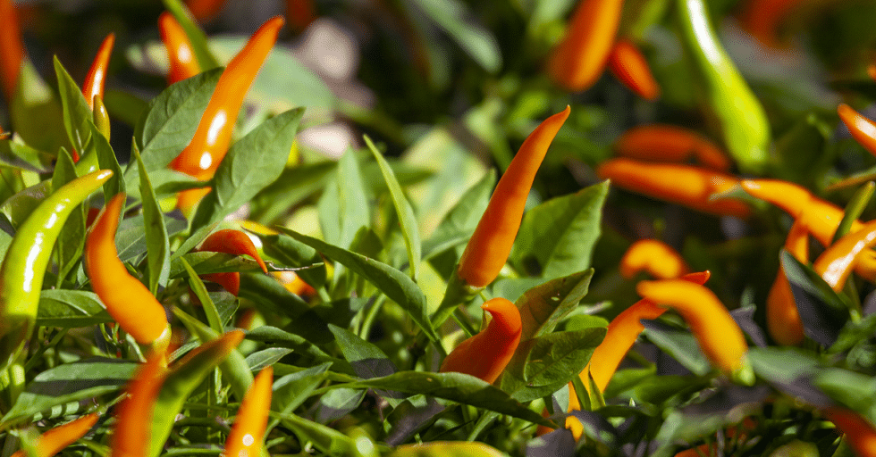 hot peppers online