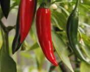 Anatomy of Chili Pepper