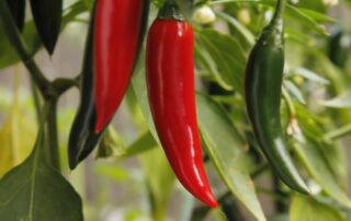 Anatomy of Chili Pepper