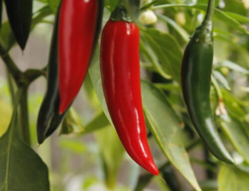 Anatomy of a Chili Pepper – What Makes the HOT We Love?