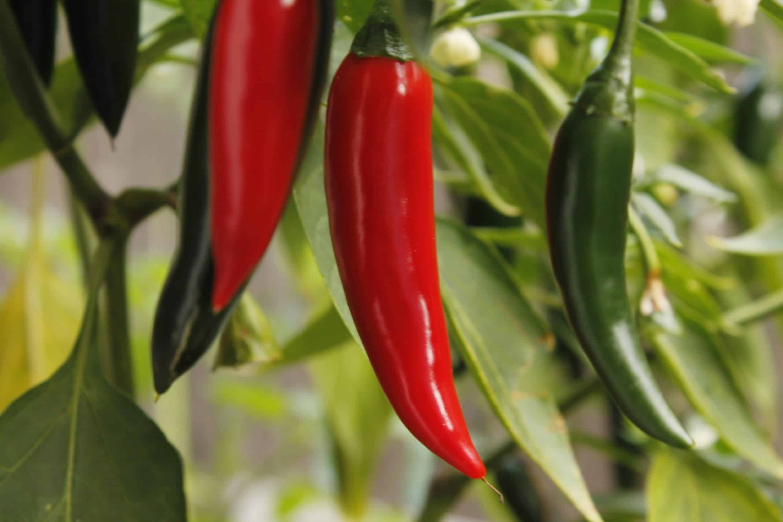 Anatomy of Chili Pepper