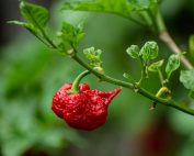 Carolina Reaper Peppers
