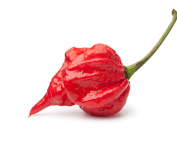 scorpion pepper
