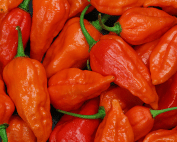 ghost pepper