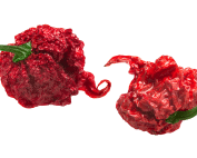 Carolina reaper