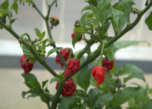 How to Grow High-Quality Carolina Reaper Peppers
