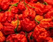 From Mild to Wild: Discovering the Magic of Carolina Reaper Peppers, Where Do Carolina Reapers Grow?