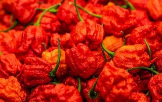 From Mild to Wild: Discovering the Magic of Carolina Reaper Peppers, Where Do Carolina Reapers Grow?