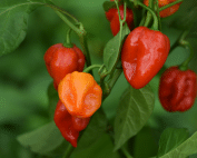 how spicy are habanero peppers