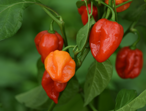 The Habanero Pepper’s Triple Threat: Heat, Flavor, And Excitement!