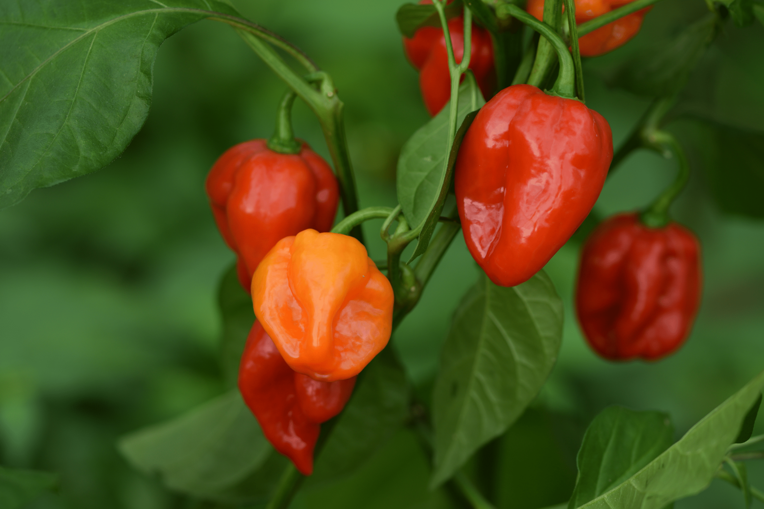 how spicy are habanero peppers