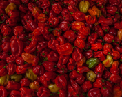 moruga scorpion pepper