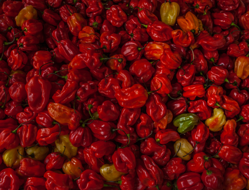 Sourcing The Finest Chili Peppers: Moruga Scorpion Pepper in The Spotlight