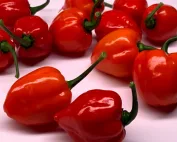 savina pepper