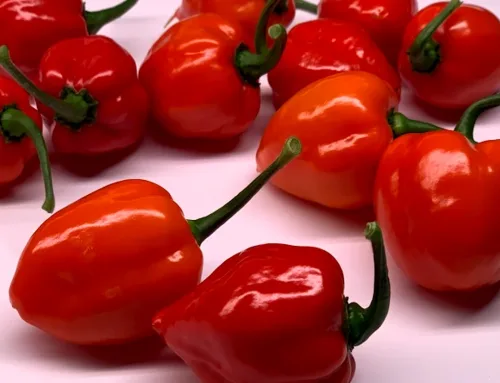 Savina Peppers Revolution: Transforming The Food Industry With Exquisite Heat and Flavor