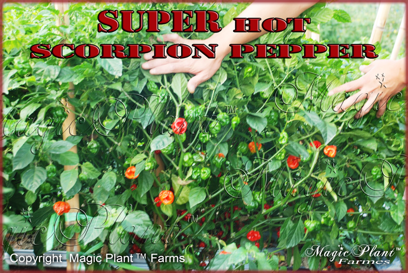 Trinidad Scorpion Pepper Taste