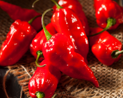 how spicy is ghost pepper